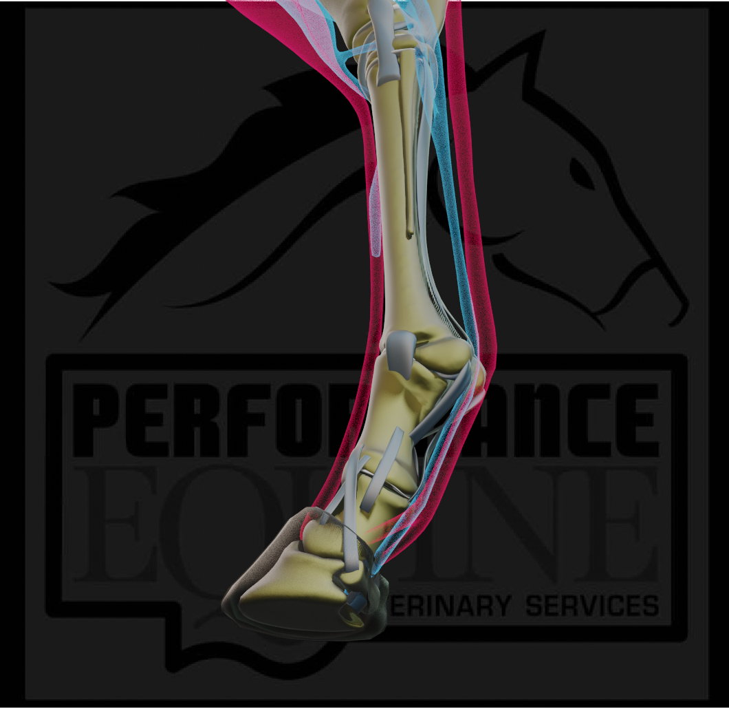 Common HOCK Joint Problems in Horses