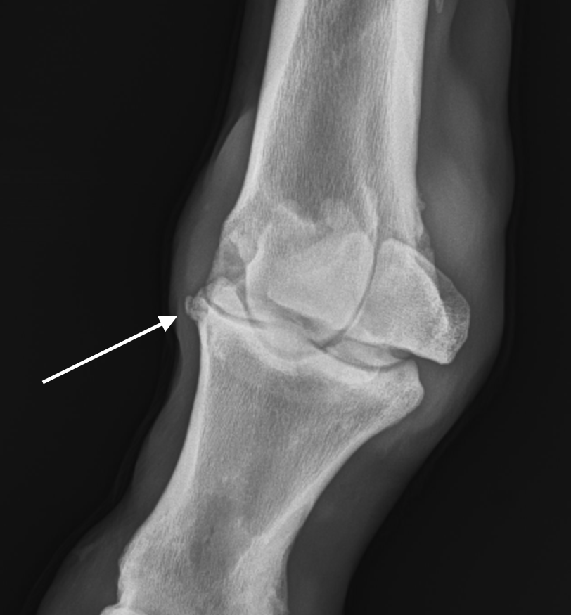 Common Fetlock Joint Problems In Horses