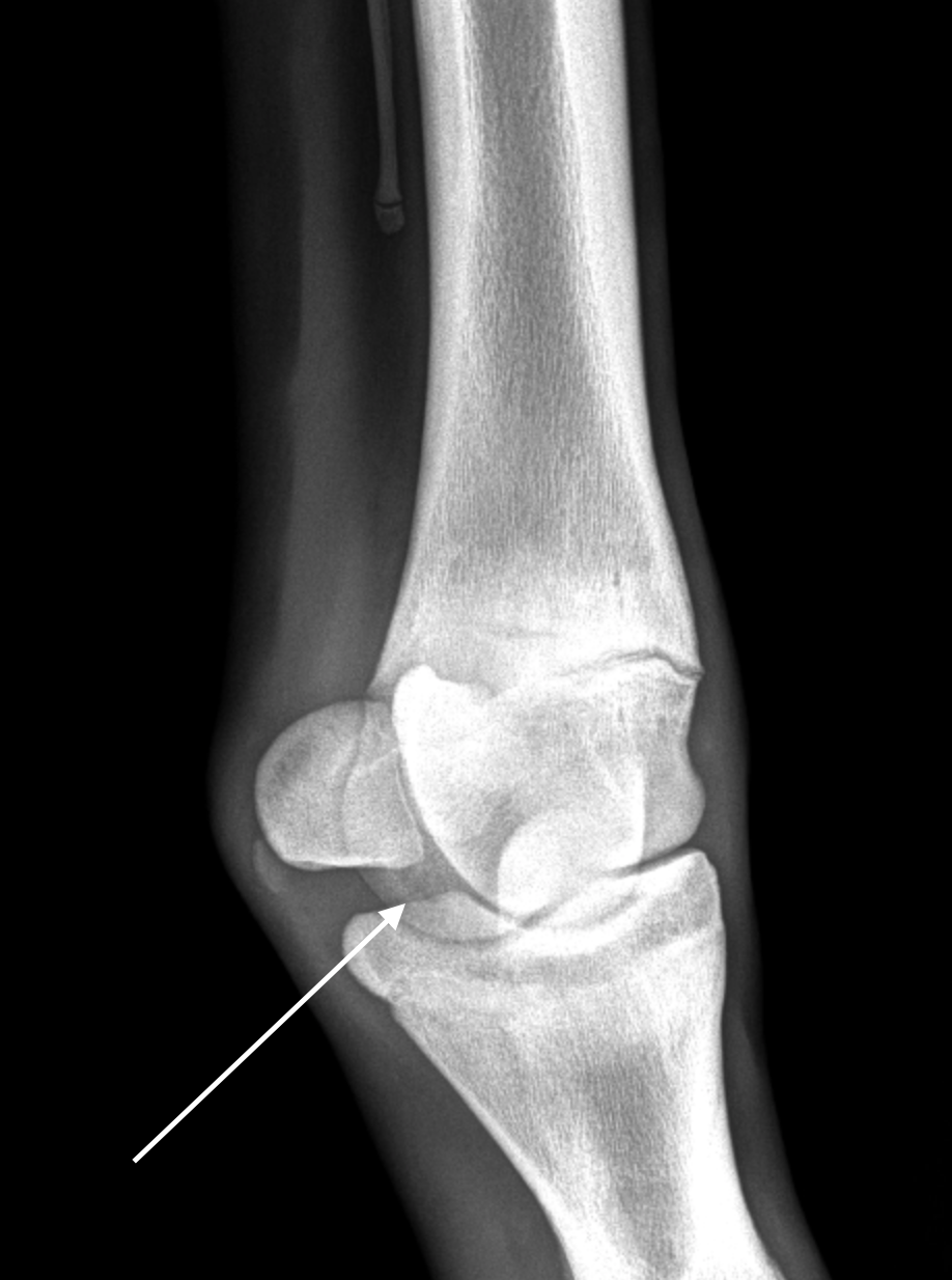 Common Fetlock Joint Problems In Horses