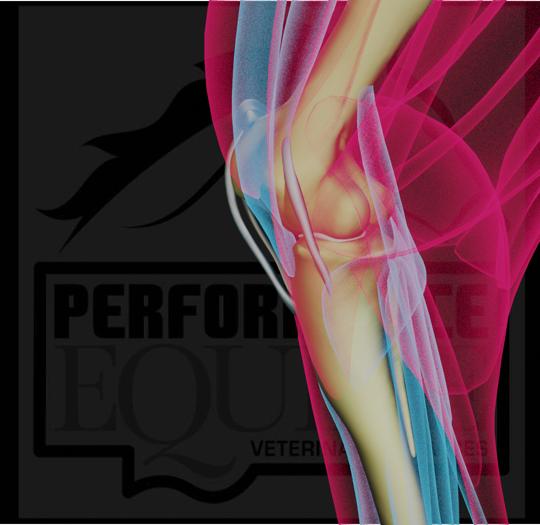 Common Stifle Joint Problems in Horses
