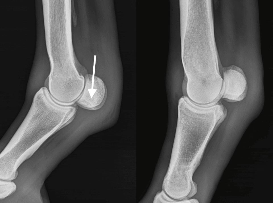 Common Fetlock Joint Problems In Horses