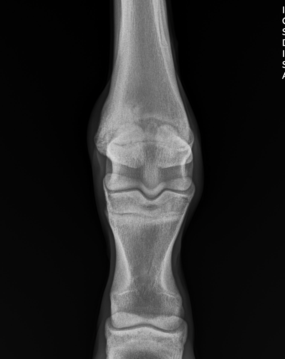 Common Fetlock Joint Problems In Horses